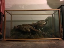Victorian Taxidermy Case