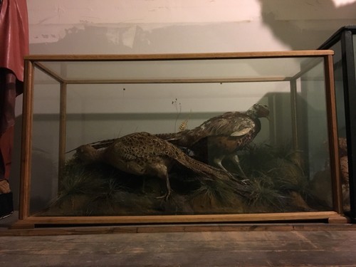 Victorian taxidermy case - taxidermy,