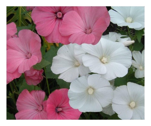 Lavatera rose mallow - rose,
