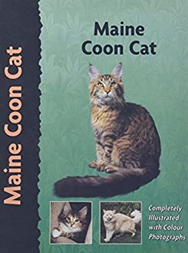 Maine coon cat - maine,