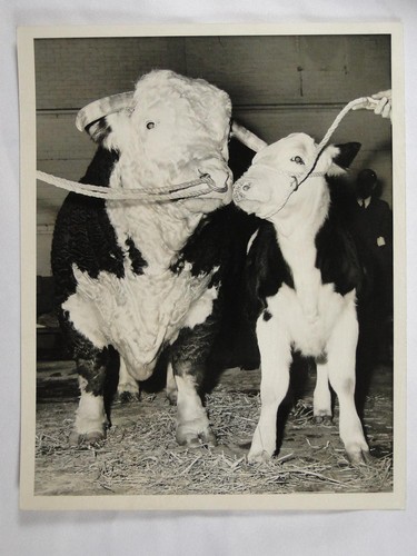 Hereford bull peer - bull,