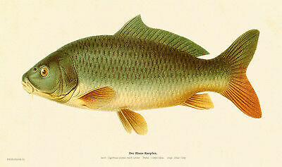 The blue carp cyprinus - blue,