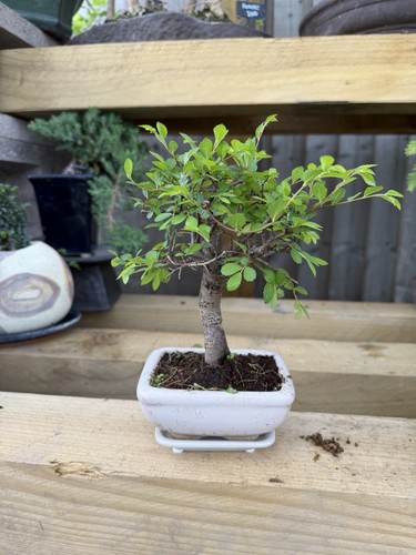 Potted bonsai tree broadleaf - potted,
