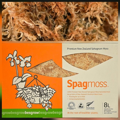 Sphagnum moss new zealand - moss,