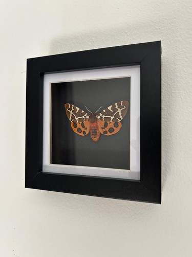 Garden tiger moth