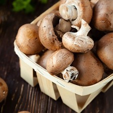 Brown Mushrooms Growing Kit 3L