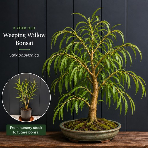 Year willow bonsai tree - tree, |