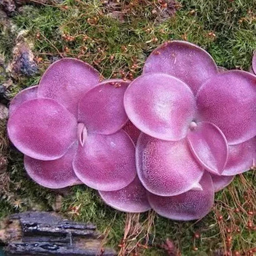 Pre sale pinguicula - pre-sale,