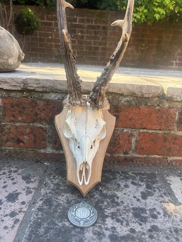 Mounted roe skull antlers on - mounted,