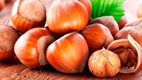 Hazel nut tree tonda - nut, gentile
