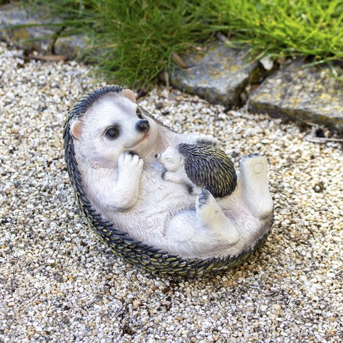 Hedgehog and cub - and, garden