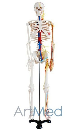 85cm skeleton with nerves and - with,