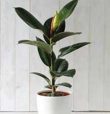 Indian Rubber Plant Easy to Grow Evergreen House Plant Ficus Eleastica Robust