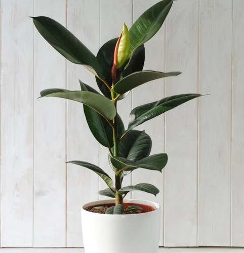 Indian rubber plant - indian,