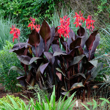 4 x Canna Red Futurity Bulbs -