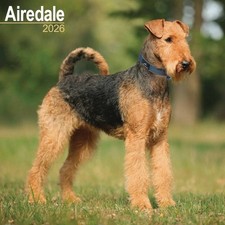 Airedale Terrier Calendar 2026 - Dogs - Month To View