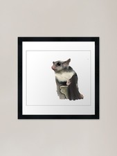 Gray Scale Sugar Glider