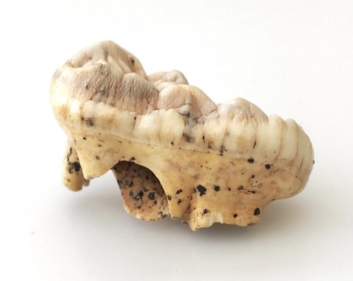 Genuine fossil ursus spelaeus - ursus,