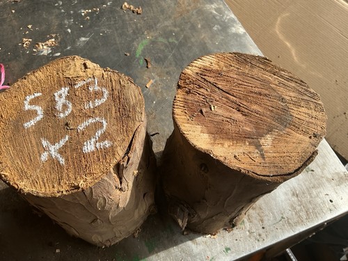 Yew rounds round - yew,yew,