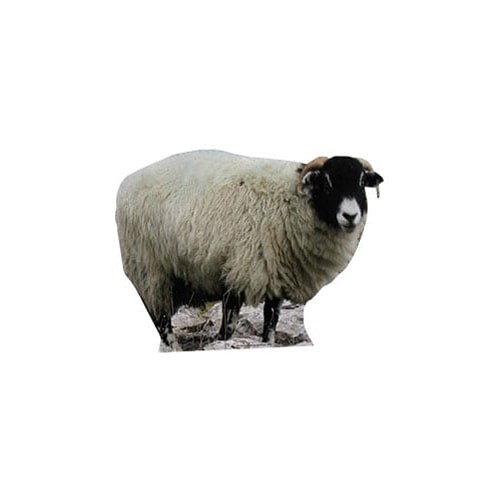 Sheep lifesize cardboard - lifesize,