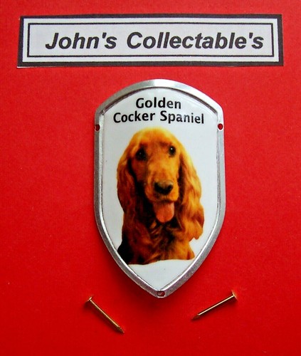 Golden cocker spaniel walking - golden,