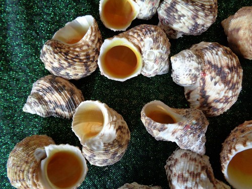 Turbo goldmouth sea - sea, shells