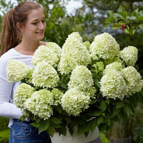 Hydrangea dwarf little - hydrangea, (little