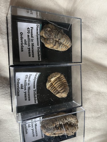 Pack three morrocon - of,