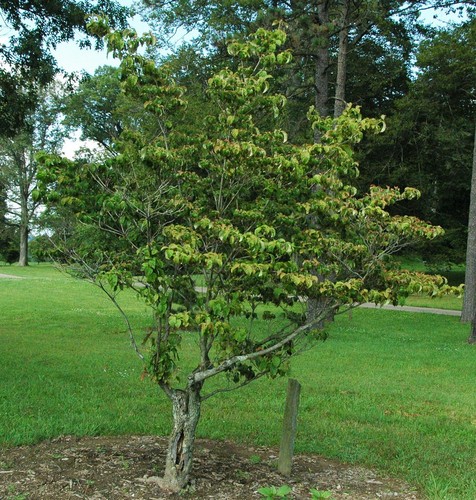 Cornus florida cherokee chief - florida, 'cherokee