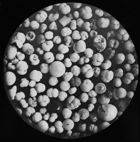 Foraminifera 565 fathoms - at,