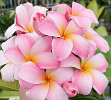 Frangipani Plumeria rubra - Hawaiian Palm Tree - VARIETY: Chompoo Nuch - 5 Seed -