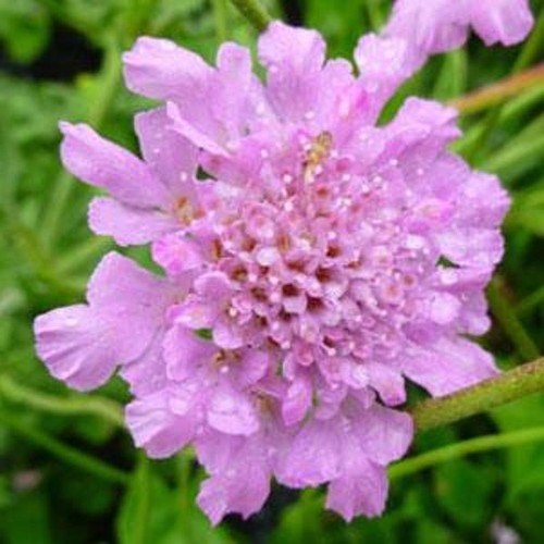 Scabious scabiosa flutter - scabious, /