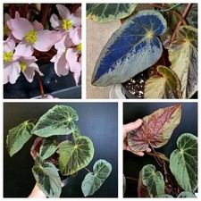 Rare Begonia Silver Edge Burkilii. Large  Plant, Unique Blooms. Blue Iridescence