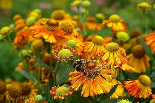 Helenium sunset shades 50 - helenium, shades'