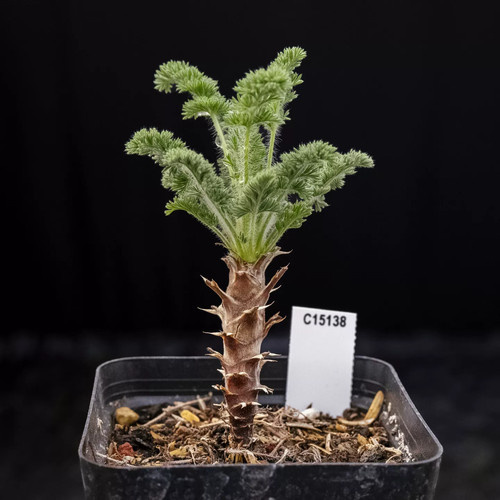 1pieces 2cm seedgrowth - 2cm,