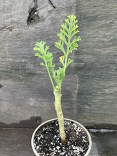 Pelargonium Carnosum Caudex