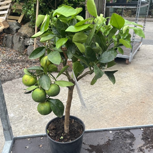 Citrus blood orange - orange,