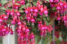 Fuchsia Plants 'Beacon' - 1 x Full Plant in a 1 Litre Pot - Garden Perennial