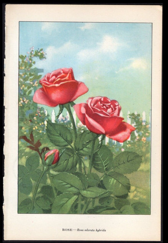 1926 vintage botanical print - vintage,