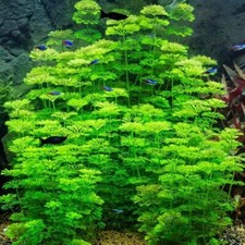 Live Aquarium Plant - LIMNOPHILA SESSILIFLORA fish tank tropical aquatic fern 