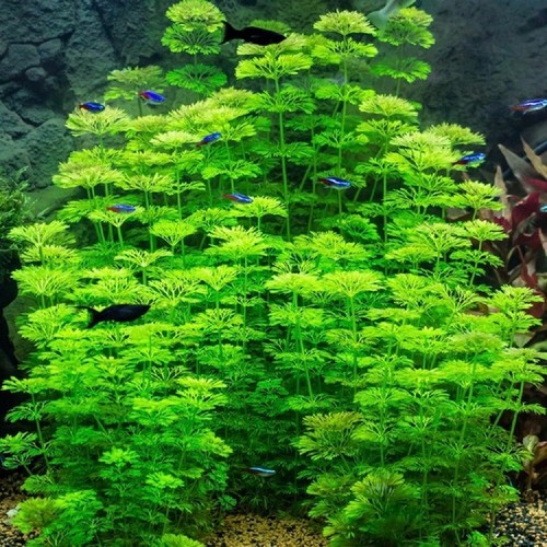 Live aquarium plant - aquarium,