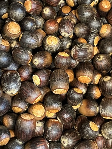 200 oak acorns float - 200, tested