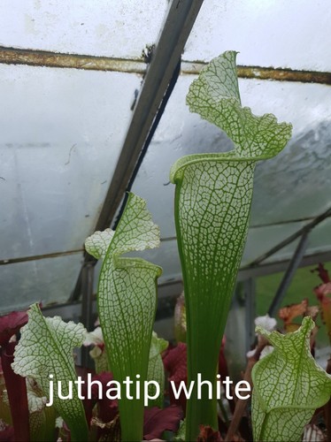 Sarracenia juthatip white - sarracenia, x