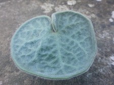 Tylecodon singularis - South African Succulent – RARE