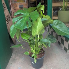 Monstera Deliciosa (Cheese