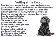 Cockapoo cavapoo sproodle - cockapoo,