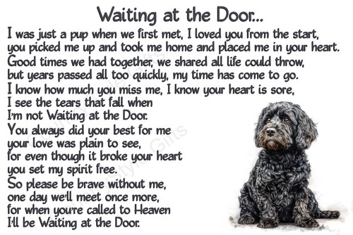 Cockapoo cavapoo sproodle - cockapoo,