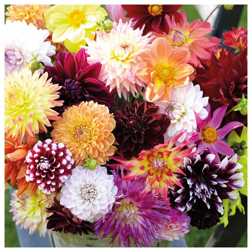 Dahlia premium variety - 5,