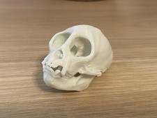 Replica Squirrel Monkey Skull