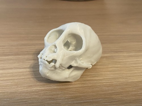 Replica squirrel monkey - replica, skull